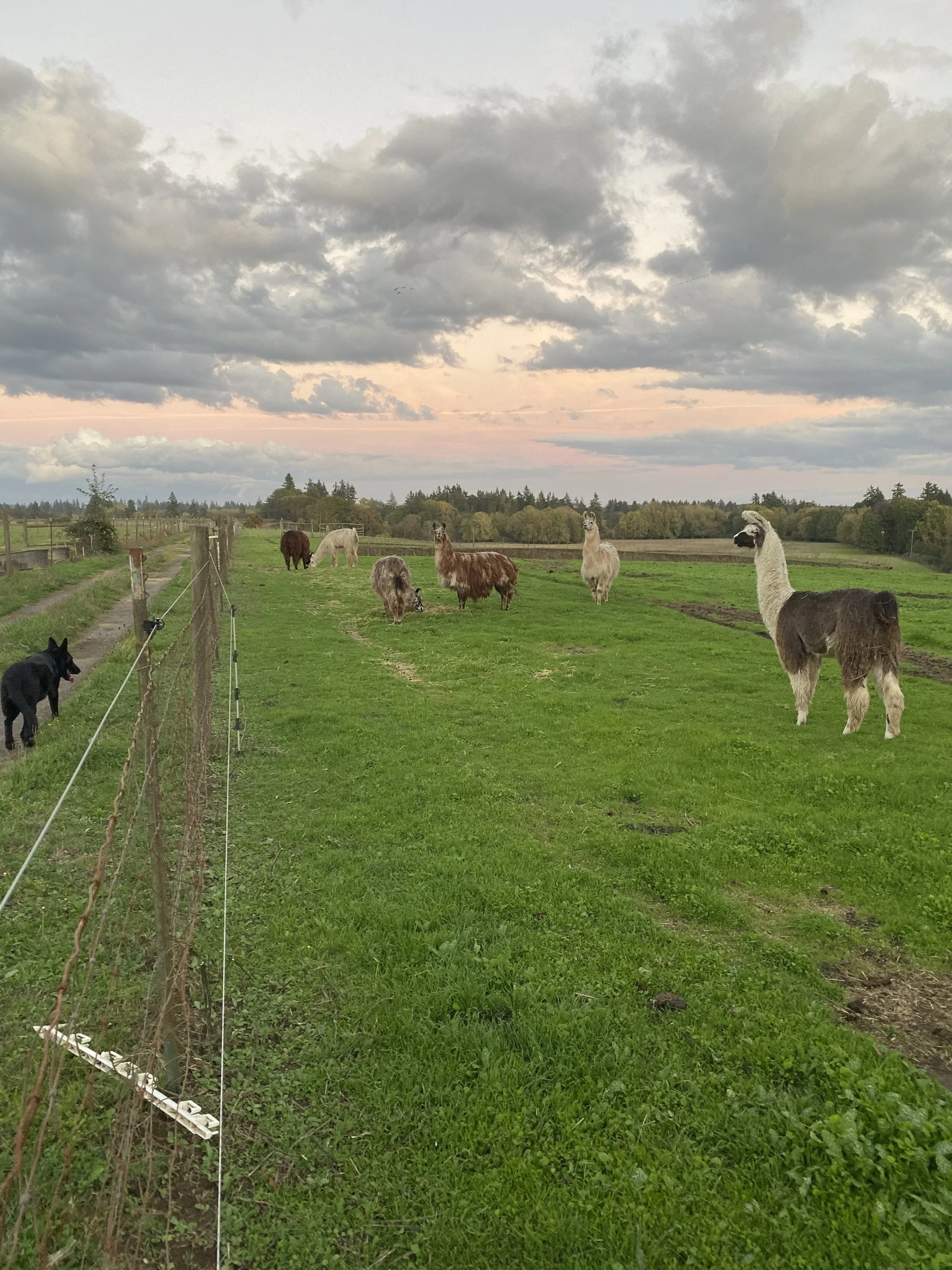 website llamas on hillside 1.jpeg