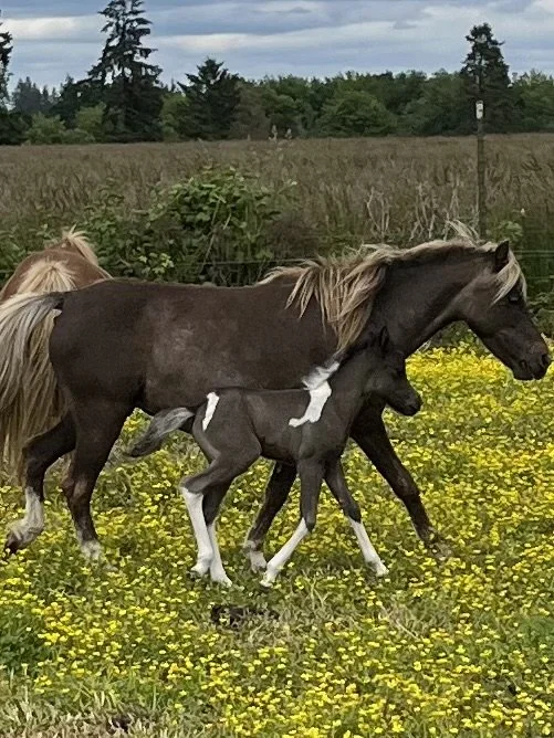 A foal and its mother horse walking through a field of yellow flowers on a cloudy day.