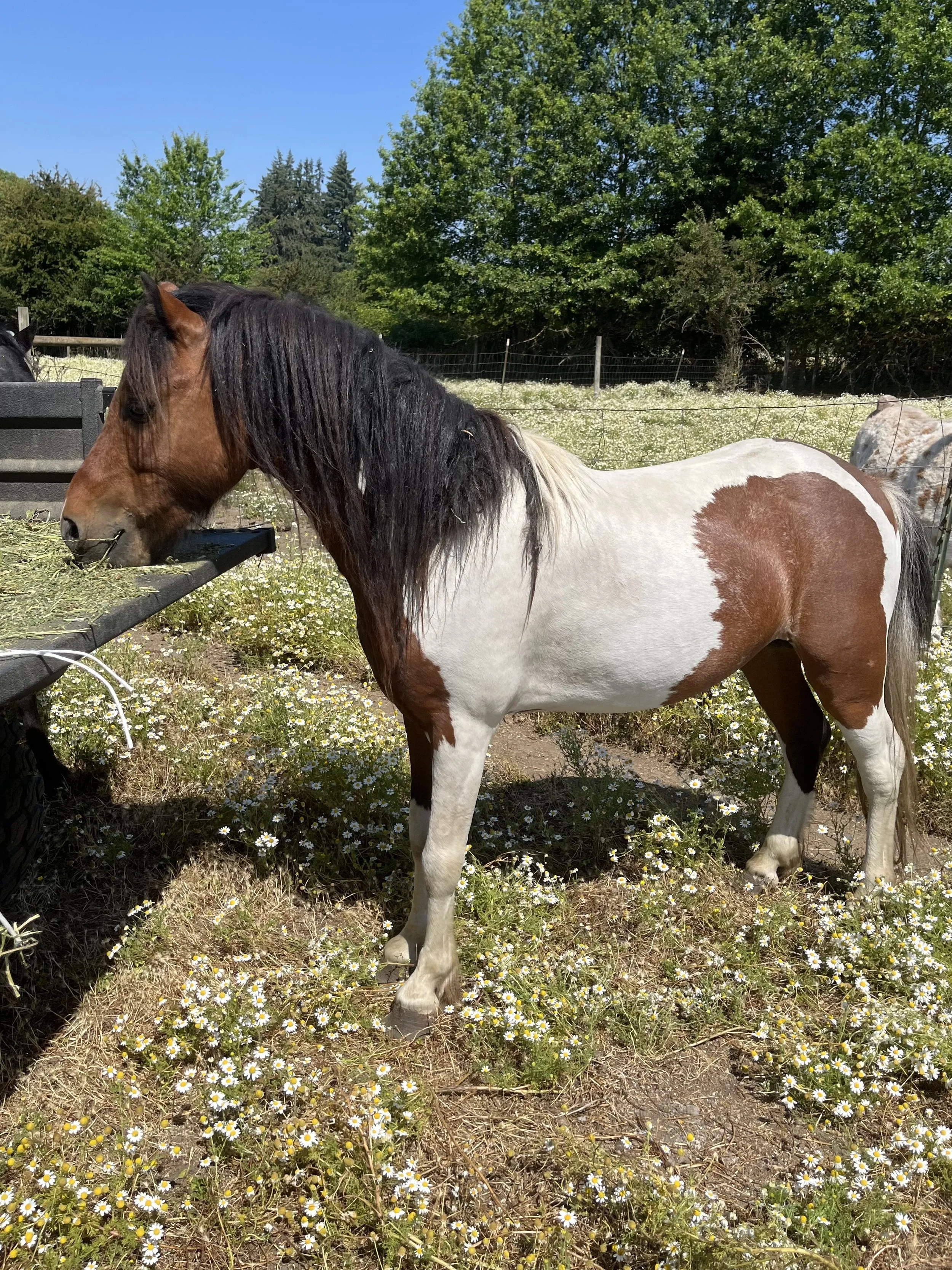 Brown and white horse with a black mane standing in a field of small white daisies, with green trees and blue sky in the background.