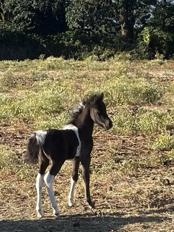 Young black and white foal standing outdoors in a grassy field with trees in the background.