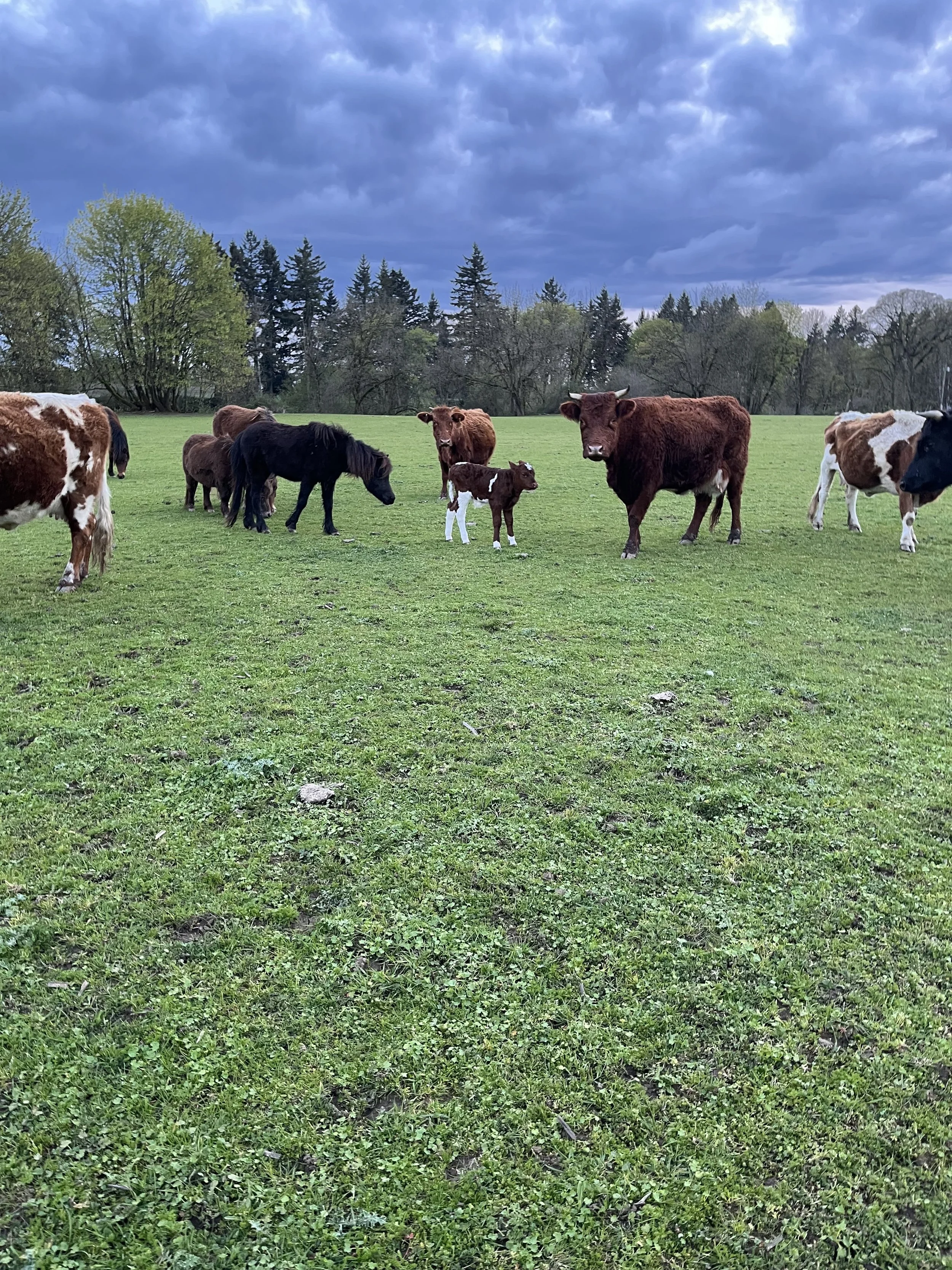 A group of cows and calves grazing on a grassy field with trees in the background and a cloudy sky overhead.