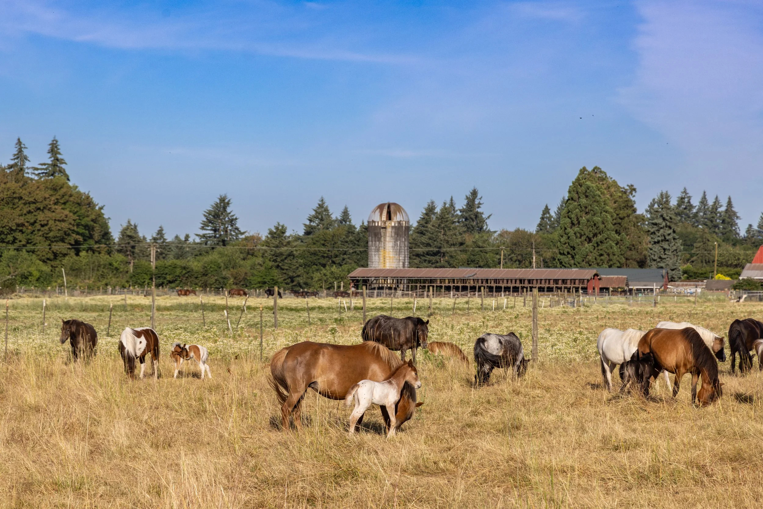 2026 Brian Pony w appy colt .jpg