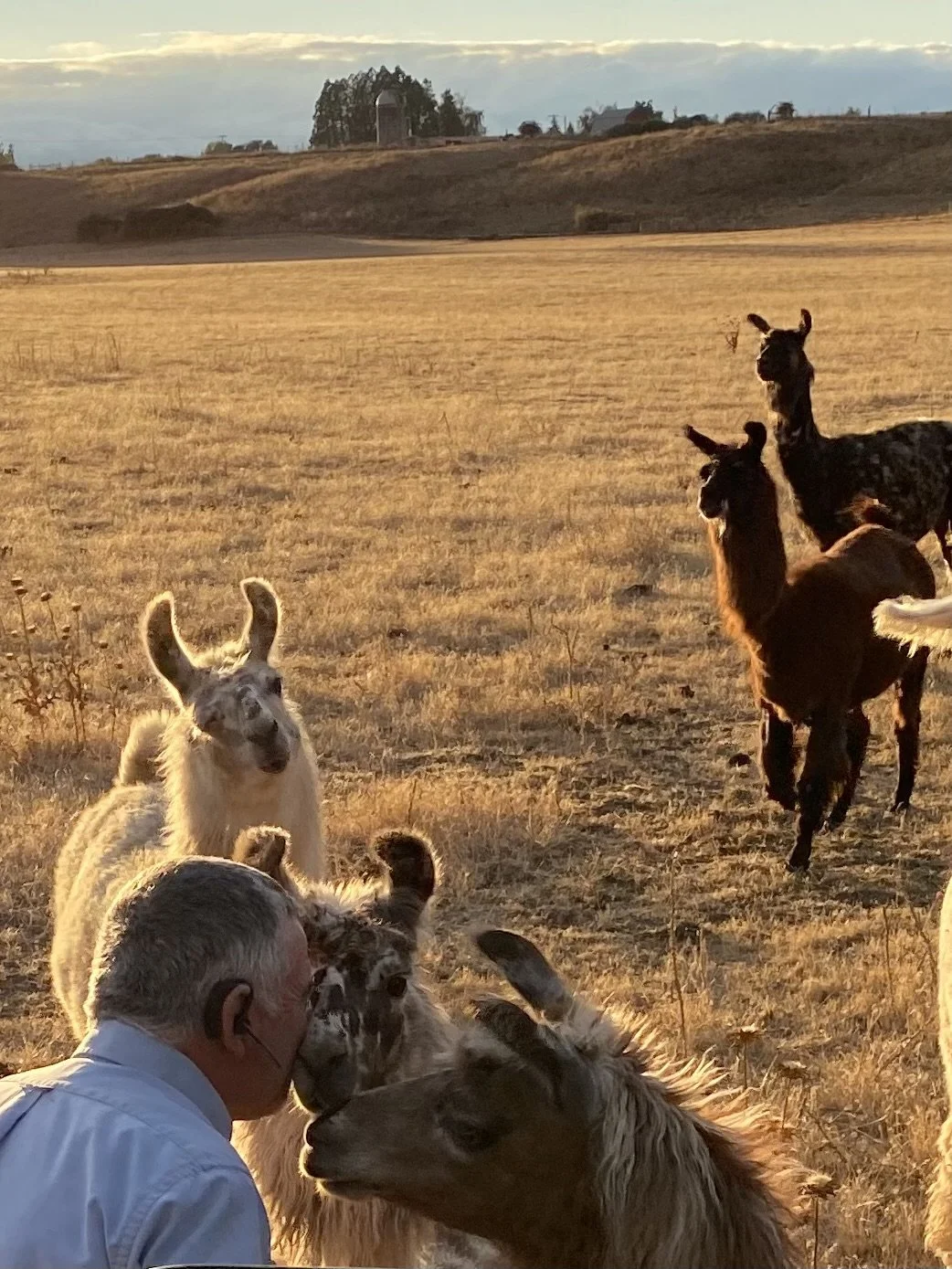 A man with gray hair and a mask is kissing a llama among several llamas in a dry, open field during sunset, with rolling hills and trees in the background.