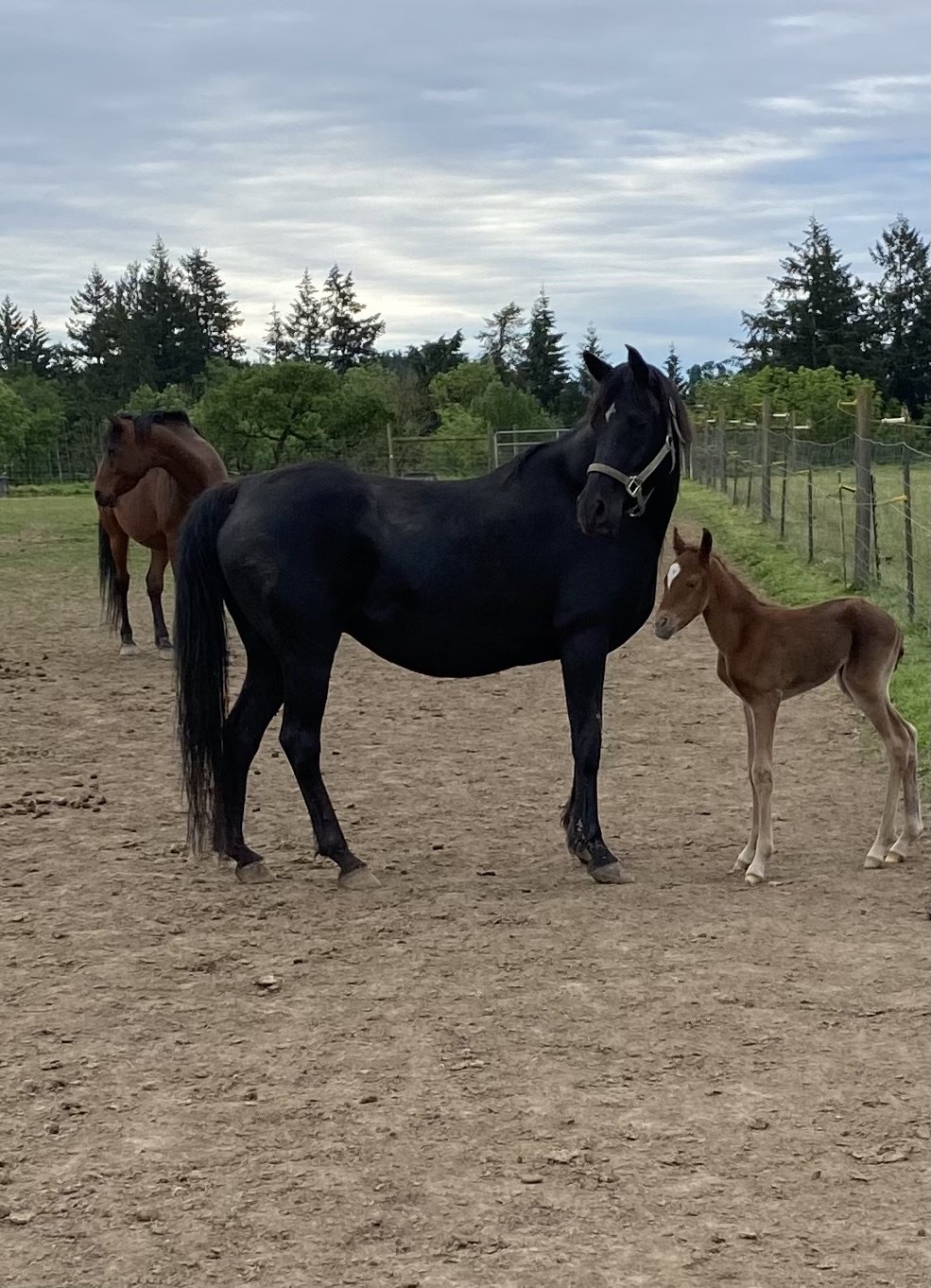 website Babson Mare Foal 2.jpeg