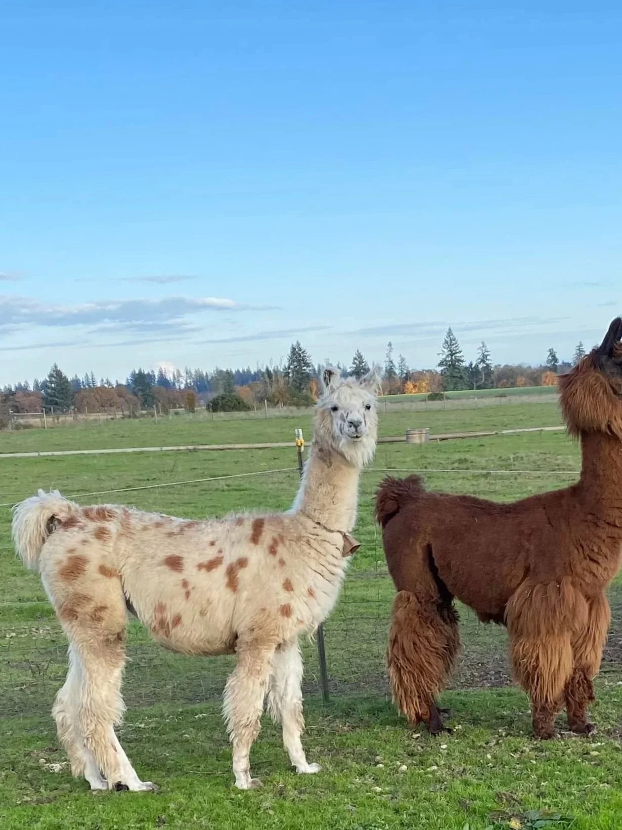 Three alpacas standing in a grassy field with a fence and trees in the background, under a partly cloudy sky.