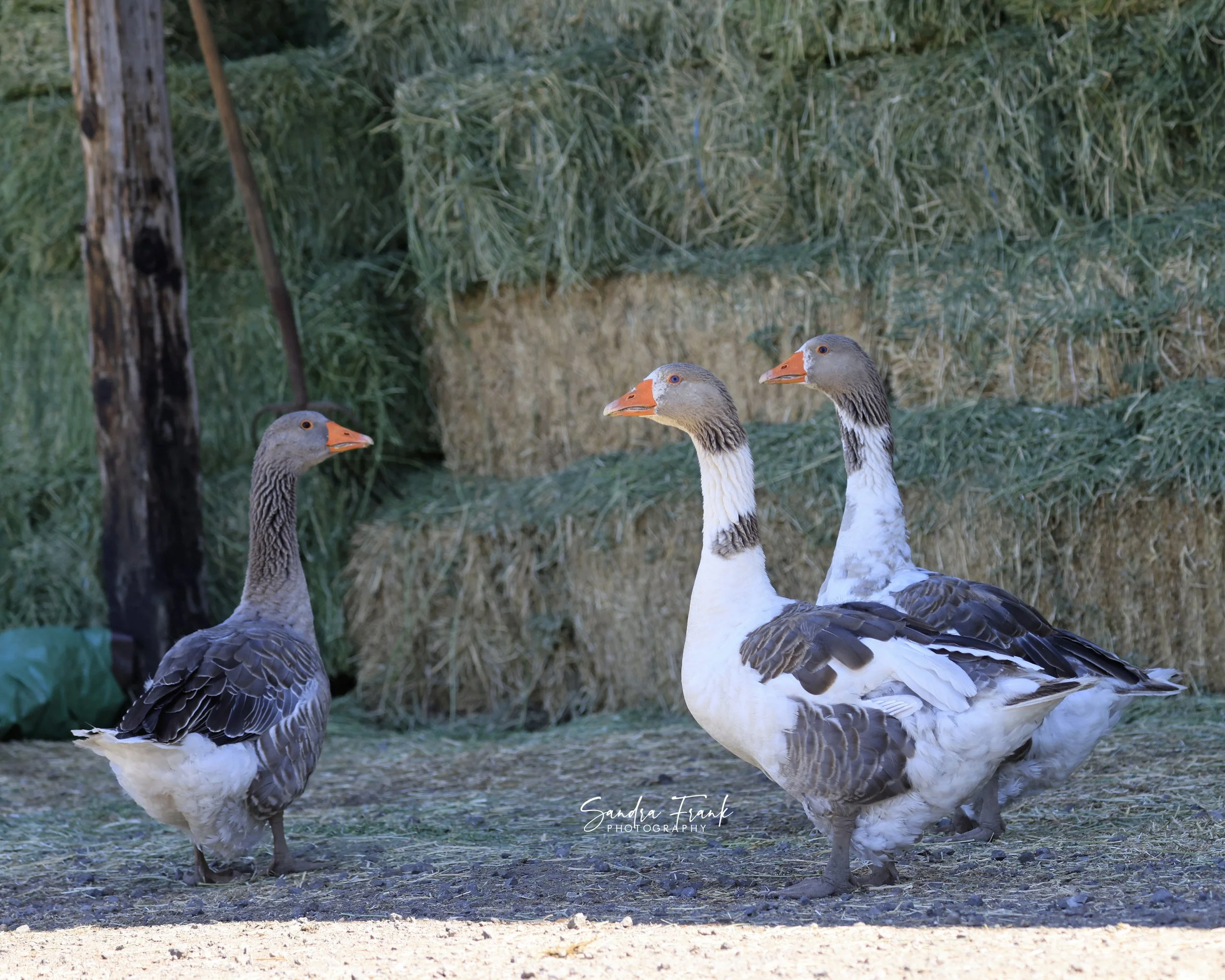 Geese Toulouse.jpg