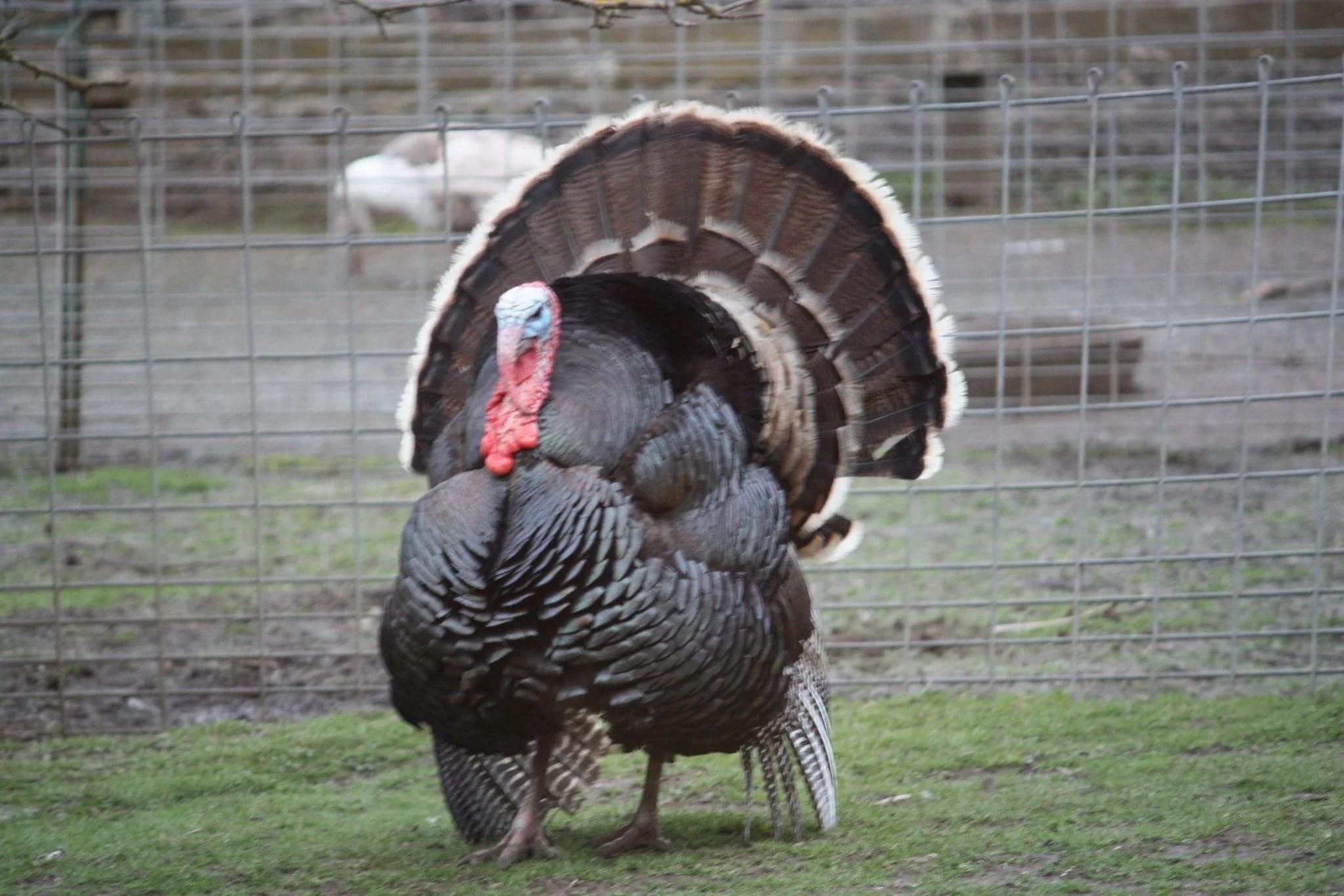 website seasonal turkey.JPG