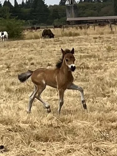 website ST Cinco Delight Colt.jpeg