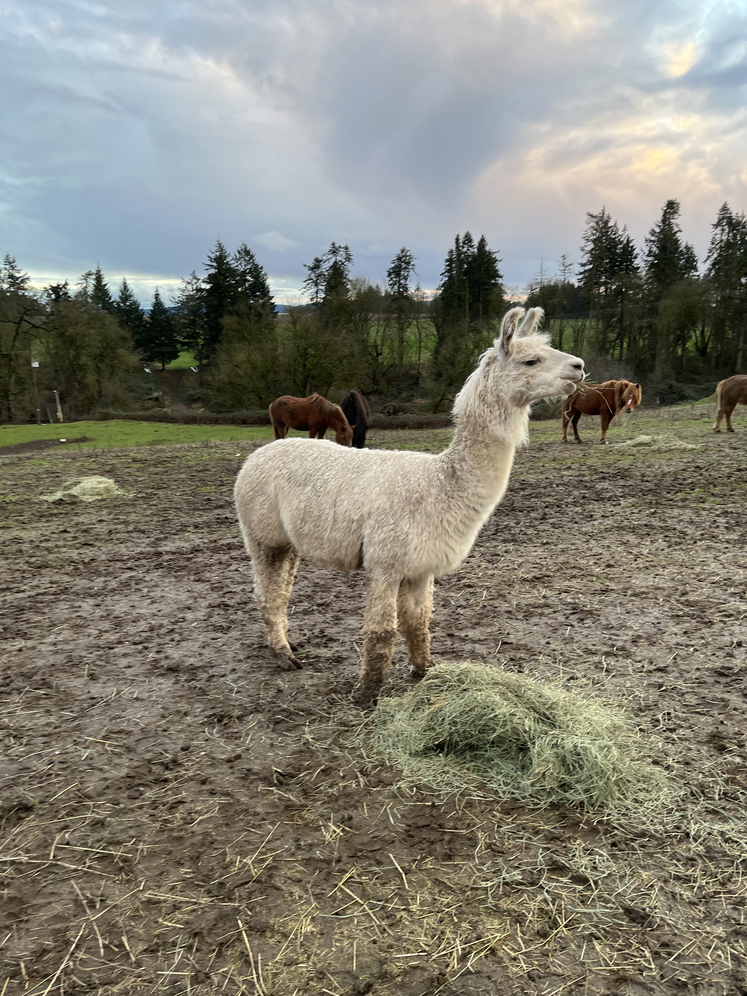 Web Llama Artemis.jpeg