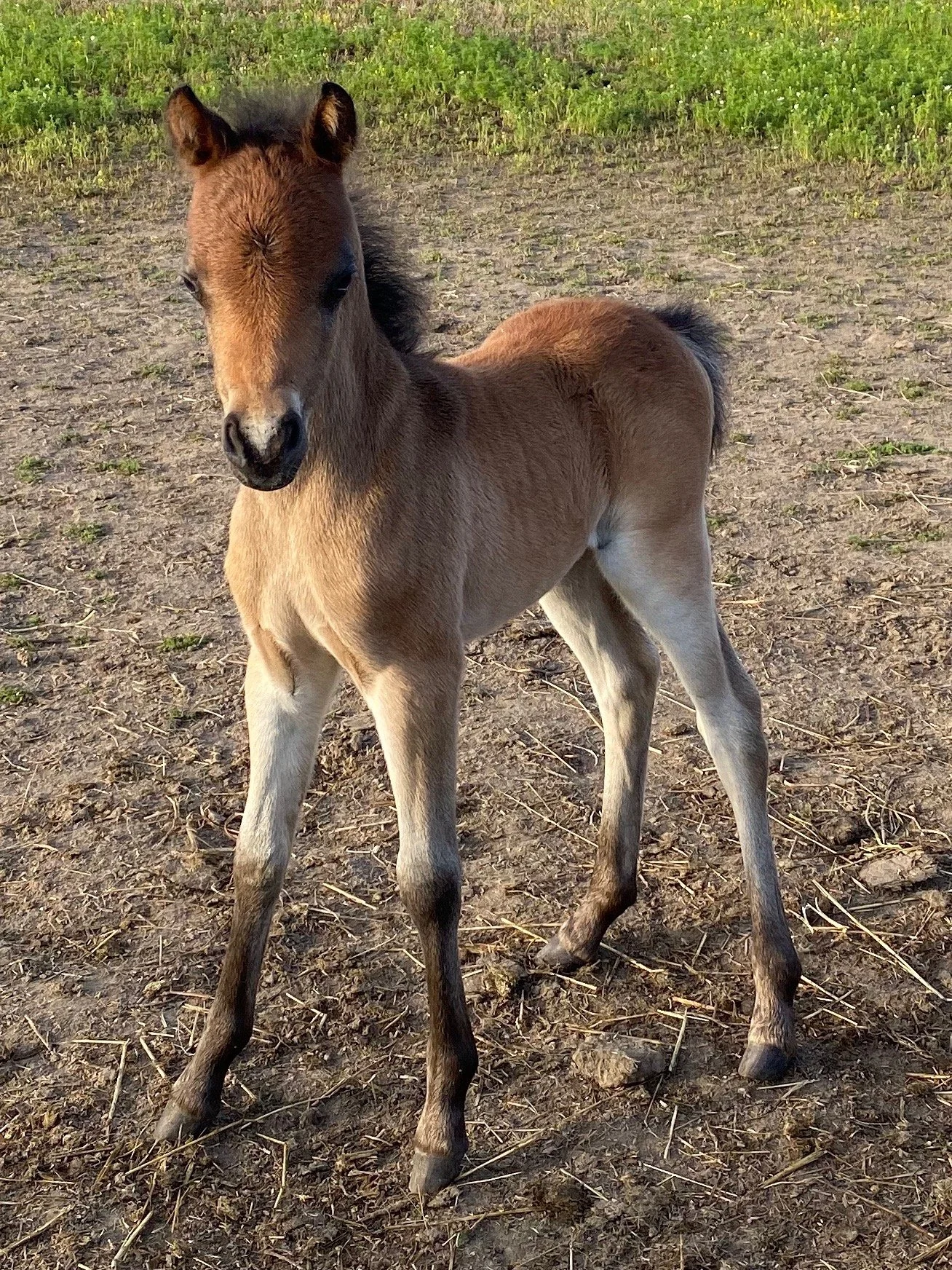 website mini arab boss hoss.JPEG