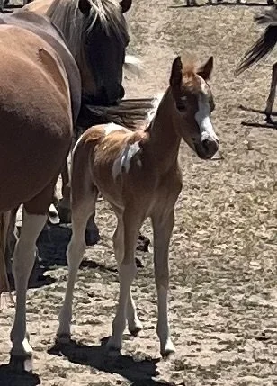 Young foal standing on dirt ground beside adult horses.