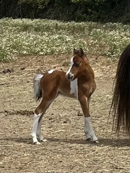 2026 SUNDANCE LB ARENOSA AND ST FOALS