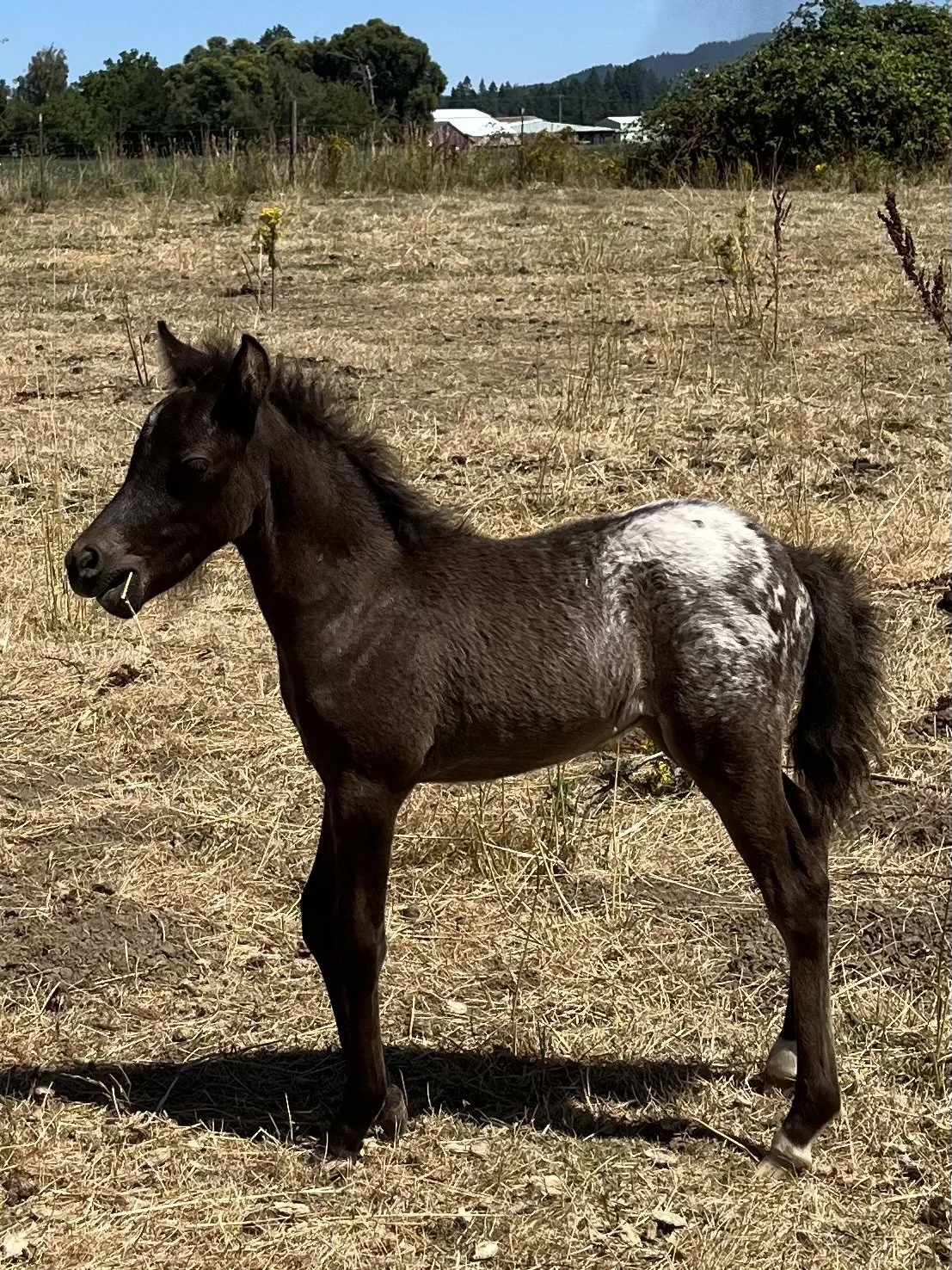 SUNDANCE LB MINIATURE AND PONY APPALOOSA STALLIONS AND COLTS