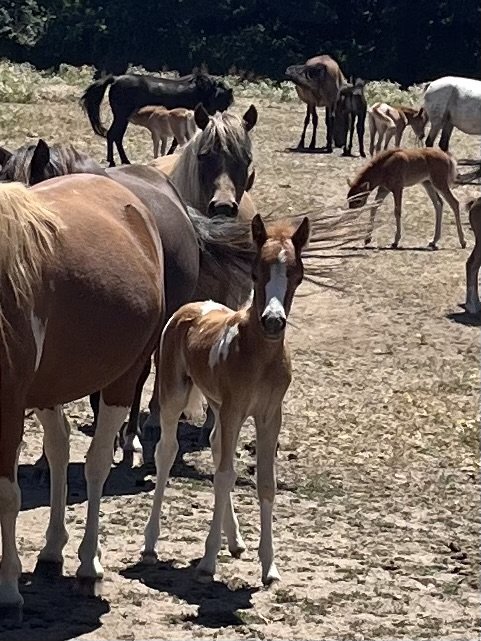 2026 SUNDANCE LB ARENOSA AND ST FOALS