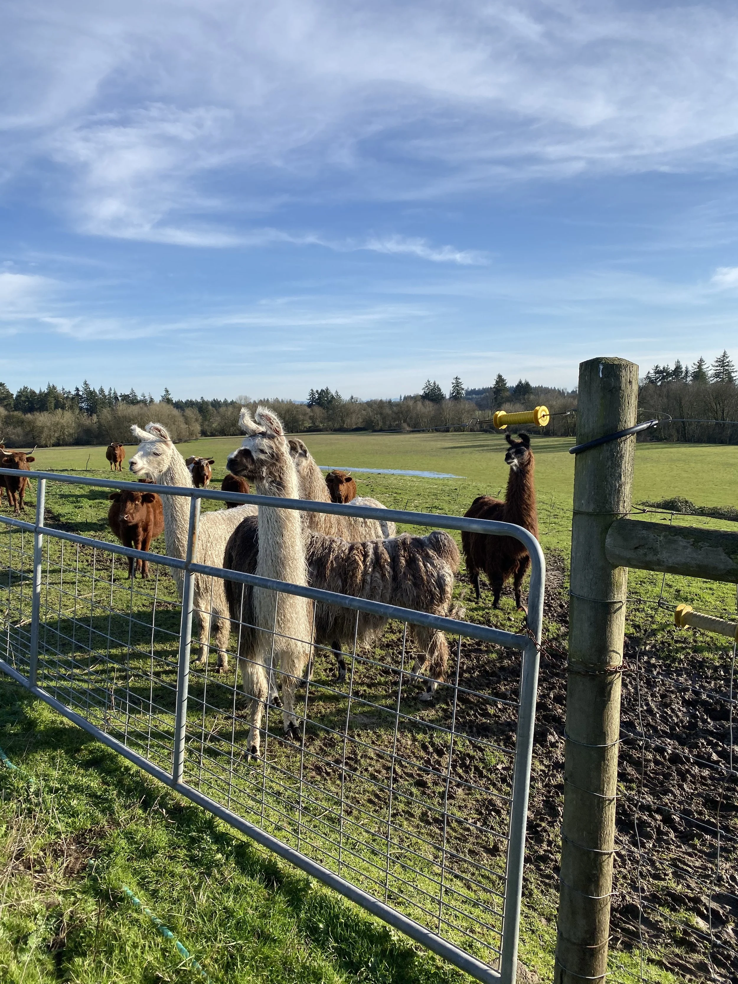 website llama hillside w cattle.jpeg