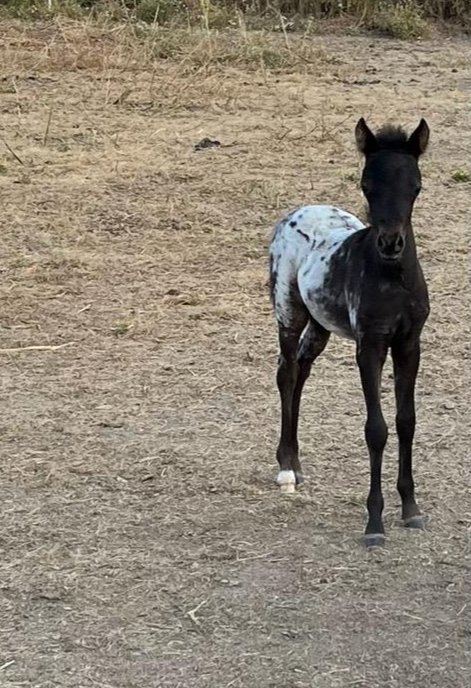 dw filly out of if taboo daughter_edited.jpg