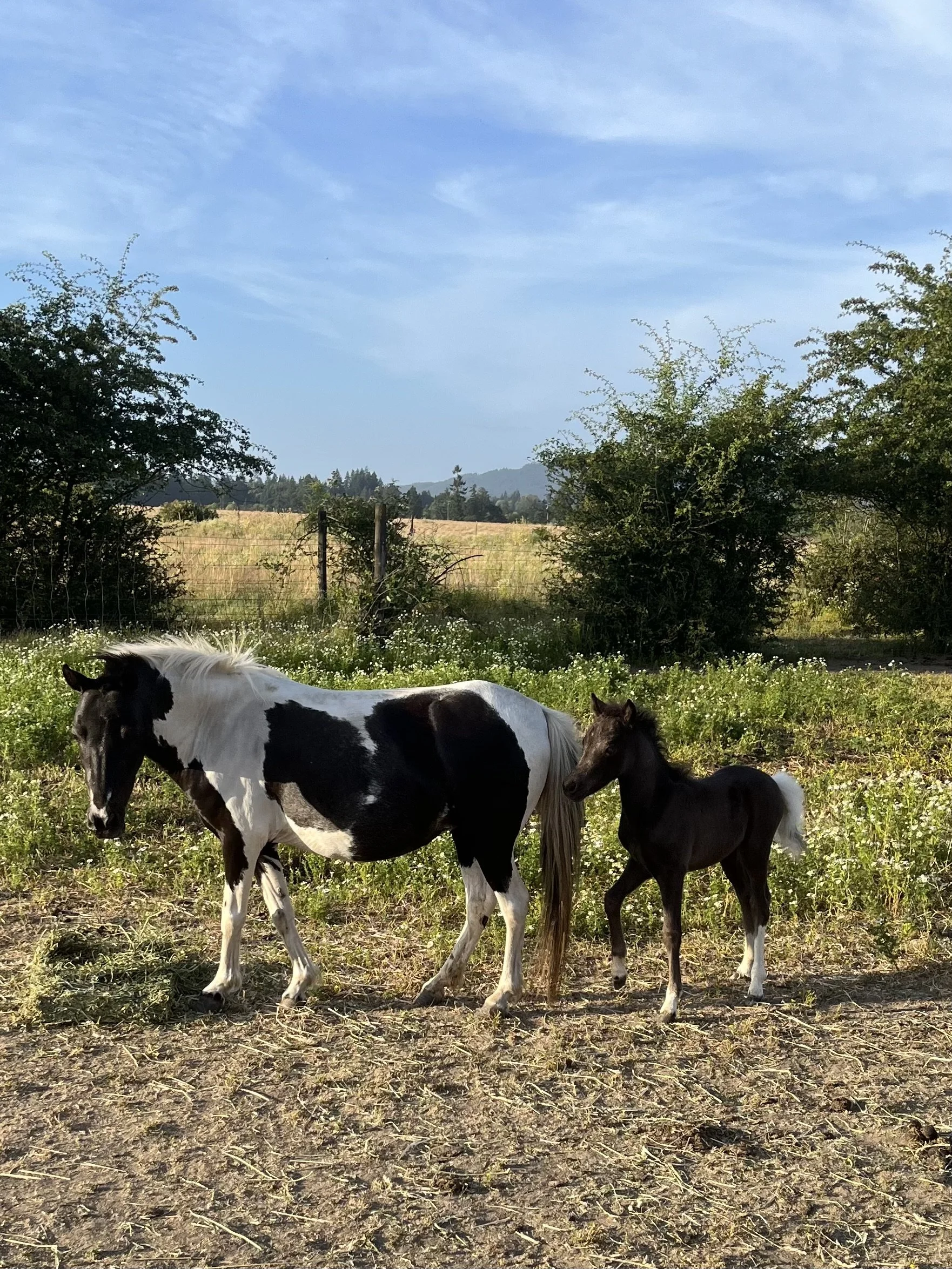 Two horses, one black and white and the other dark brown, standing in a grassy field with trees and hills in the background on a sunny day.
