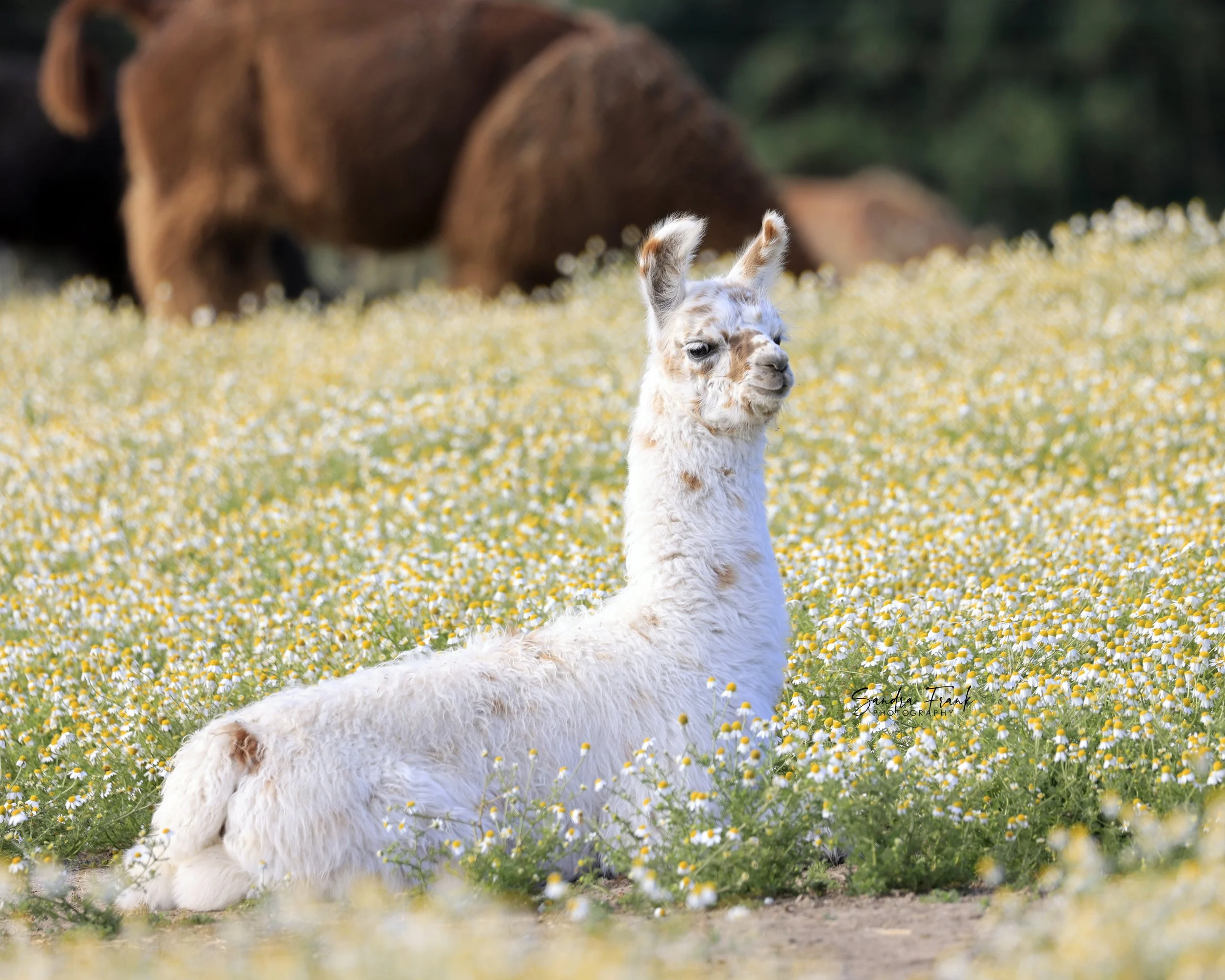 A white llama sitting in a field of yellow and white daisies with a brown horse grazing in the background.