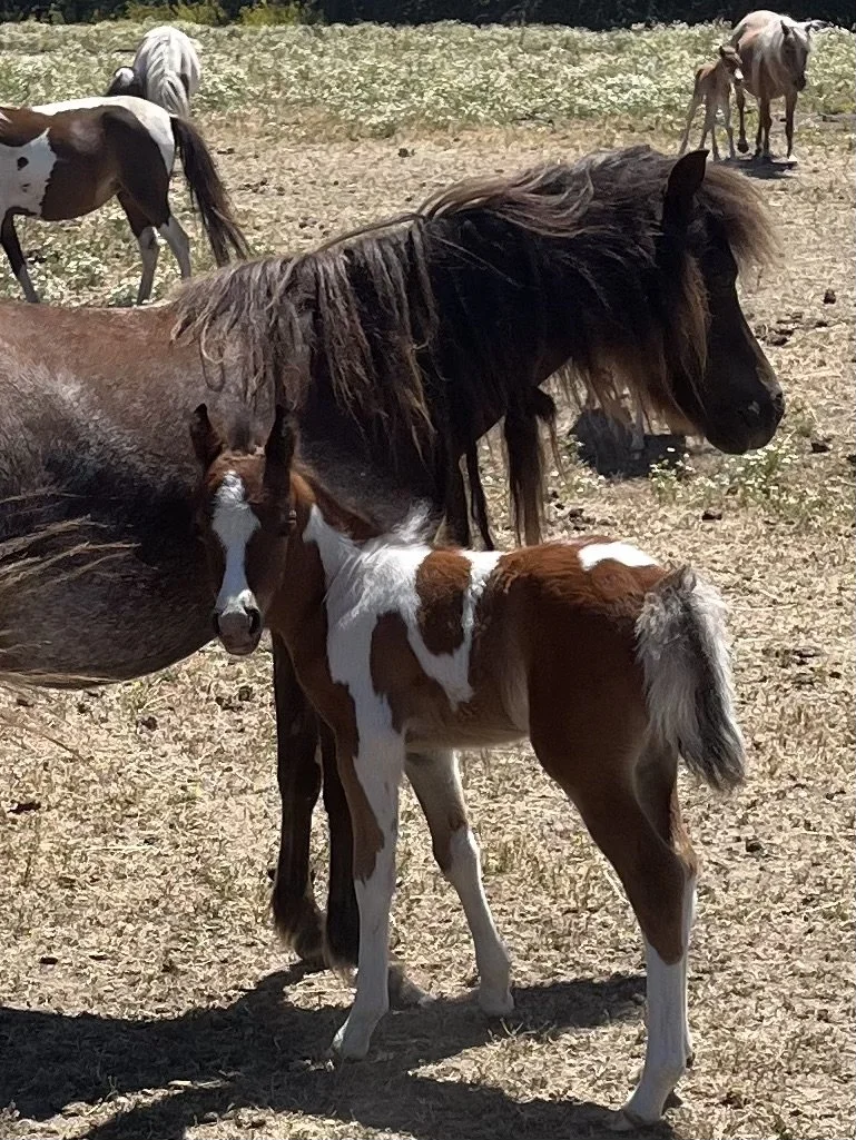 A black and white pinto foal standing close to a brown and white mare on a sunny day in a dry, grassy field with other horses grazing in the background.