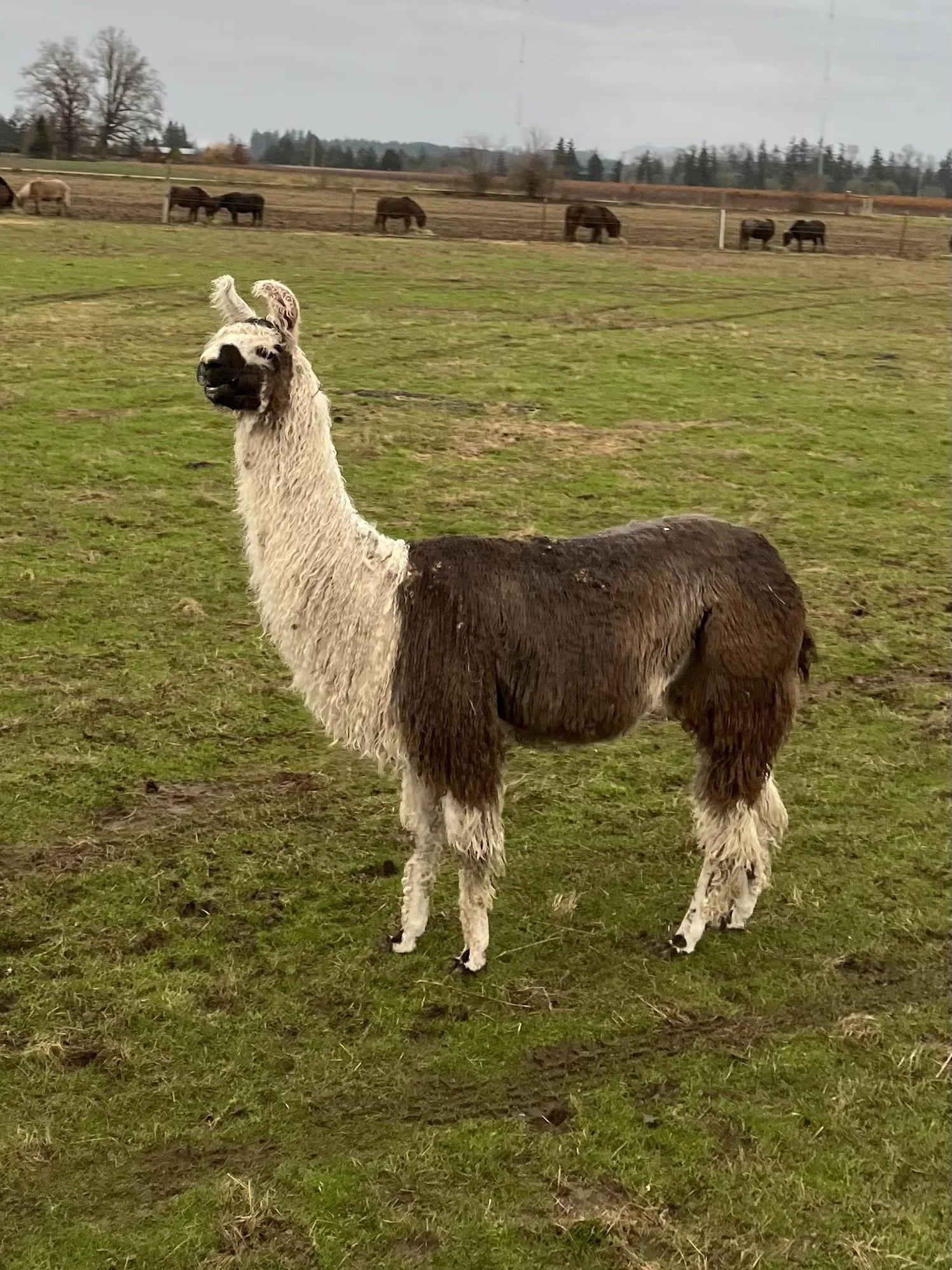 A llama with a black and white face standing on a grassy field, with a background of a fenced pasture and several grazing cows under a cloudy sky.