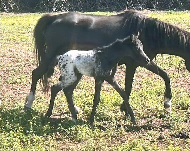 falcon filly out of terra ru_edited.jpg