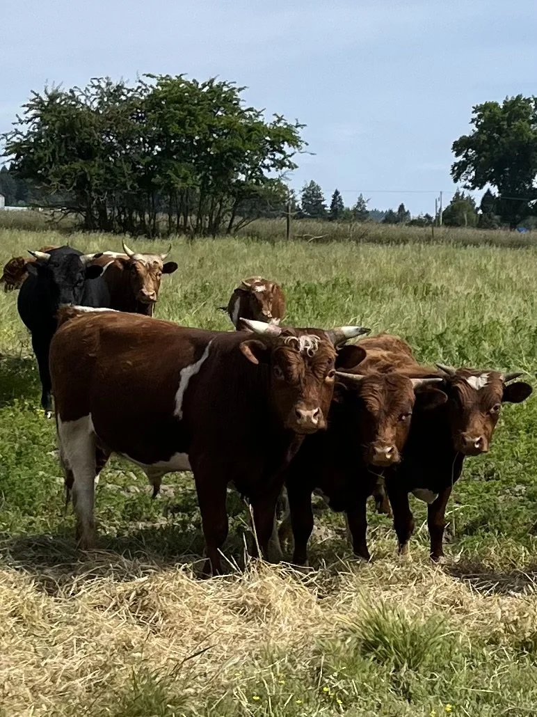 Premium Grass-Fed Yearling Bull Calves
