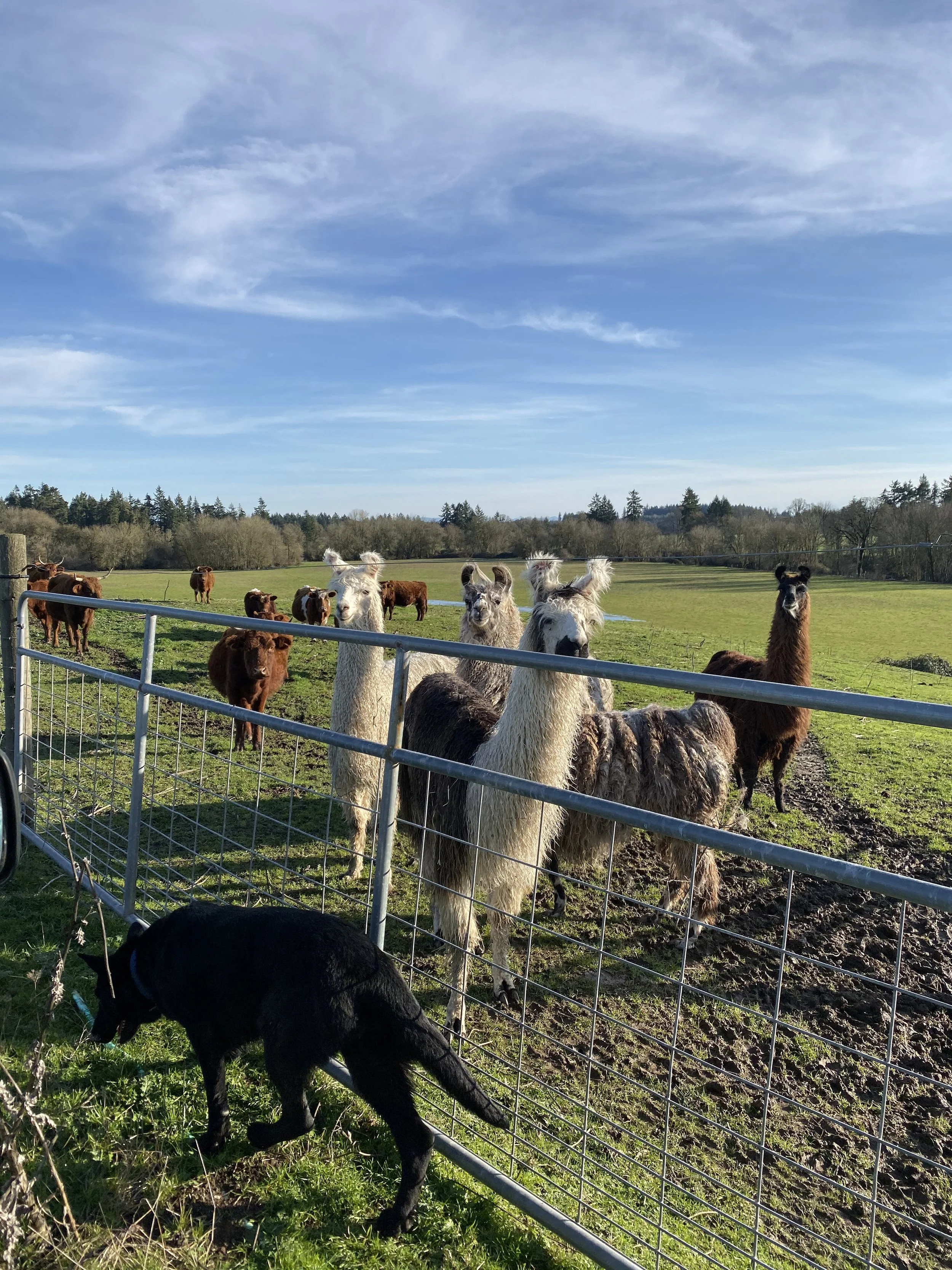 website llama hillside w cattle 2.jpeg