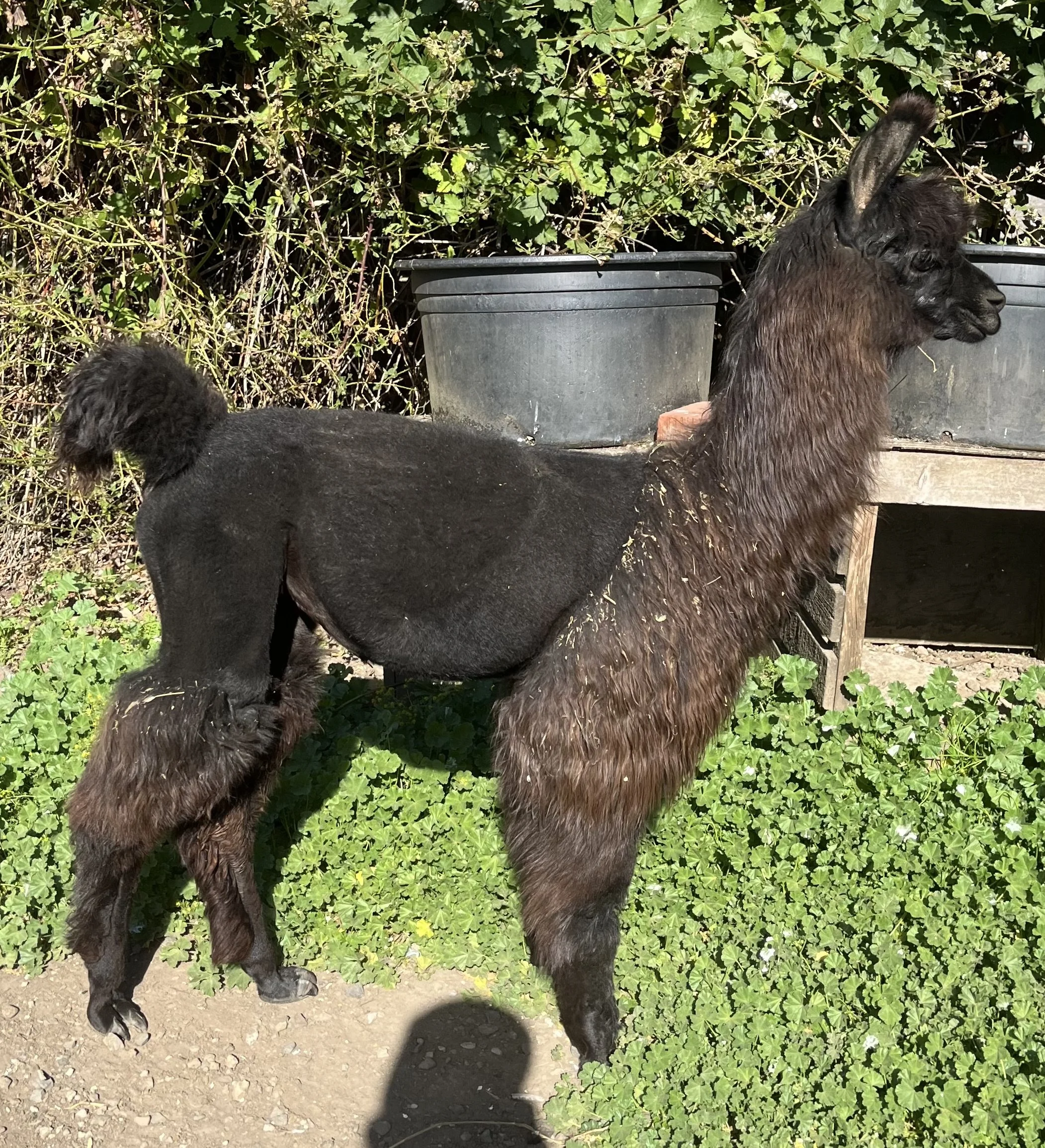 WW LLAMA INKA.jpeg