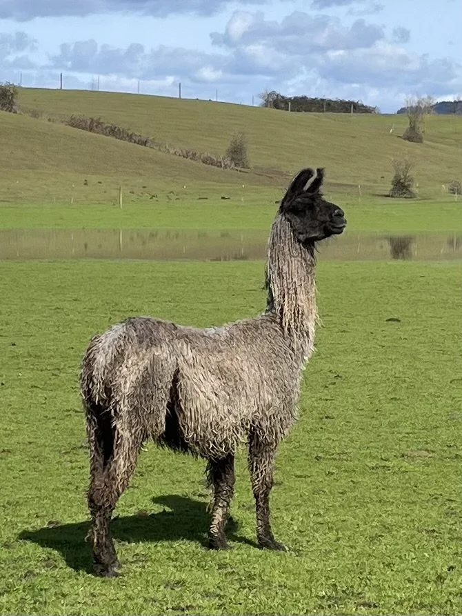 A llama standing on green grass in front of a lake with hills in the background, under a partly cloudy sky.