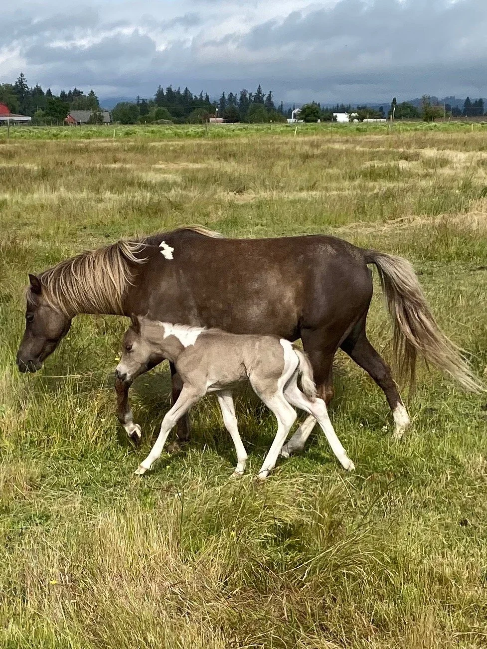 website arenosa mare foal.JPEG