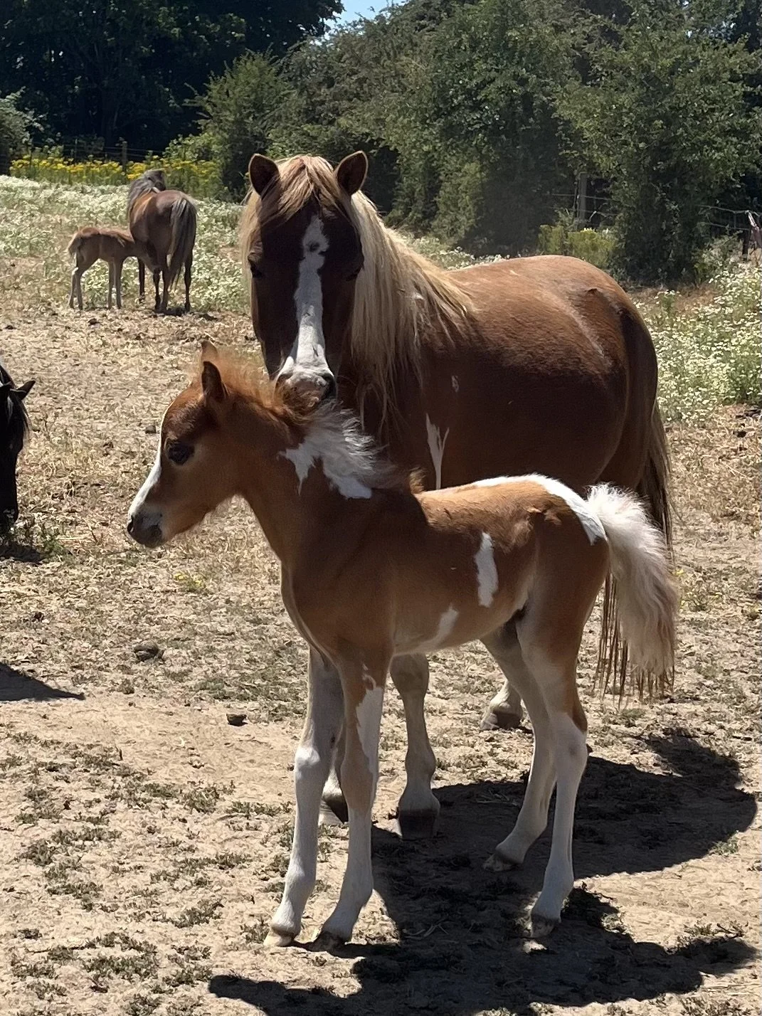 A mare and a foal standing on dirt ground in a farm field, with trees and other horses in the background.