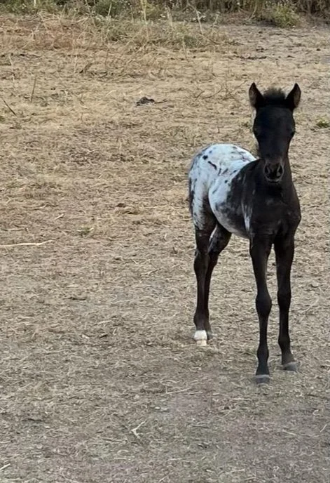 dw filly out of if taboo daughter_edited.jpg