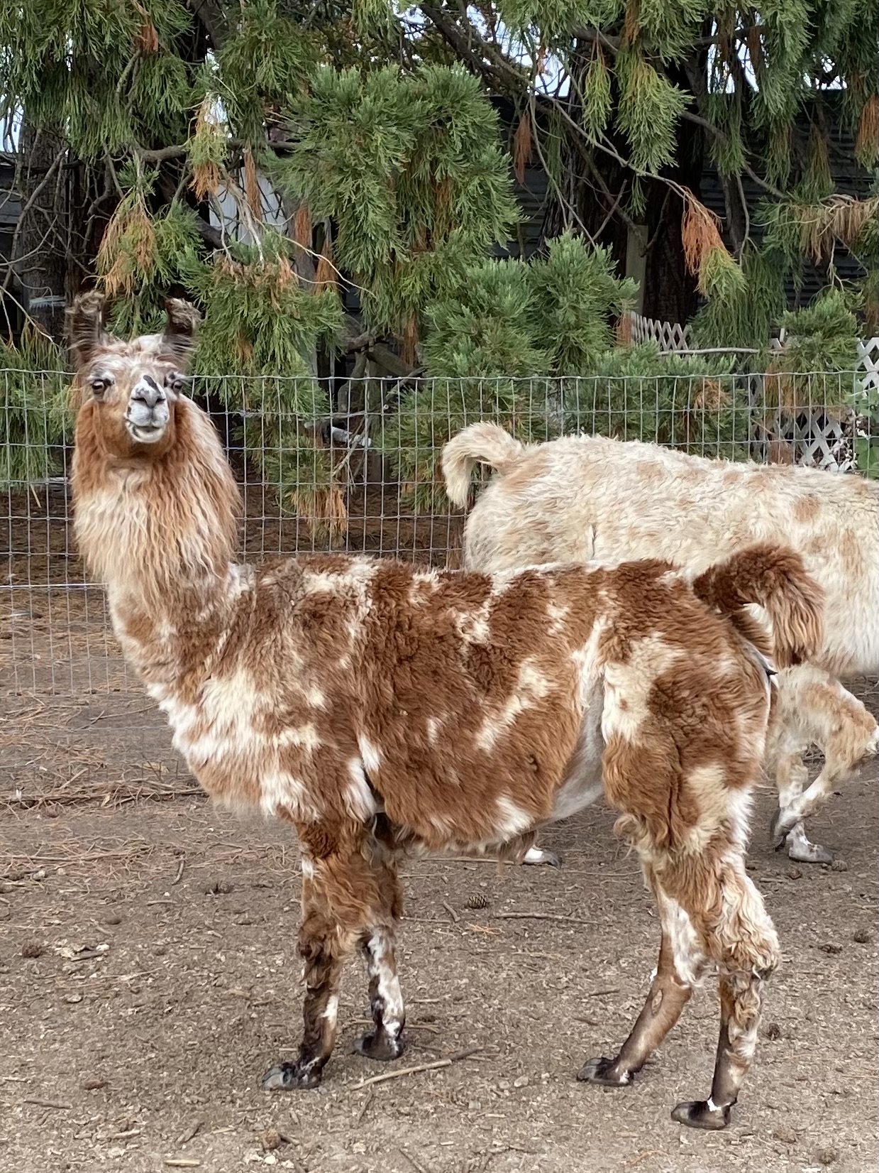 A group of llamas in a fenced outdoor area with trees in the background. One llama in the foreground has a reddish-brown and white coat, looking at the camera with ears up. Other llamas are visible in the background.