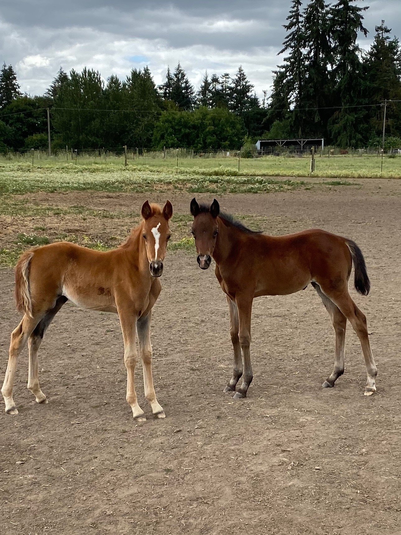 website Babson foals.JPG