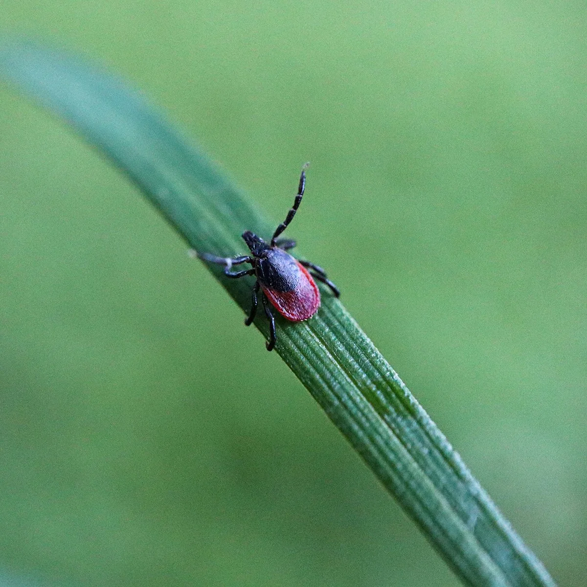 Close-up of a small black and red tick on a green blade of grass with a blurred green background.