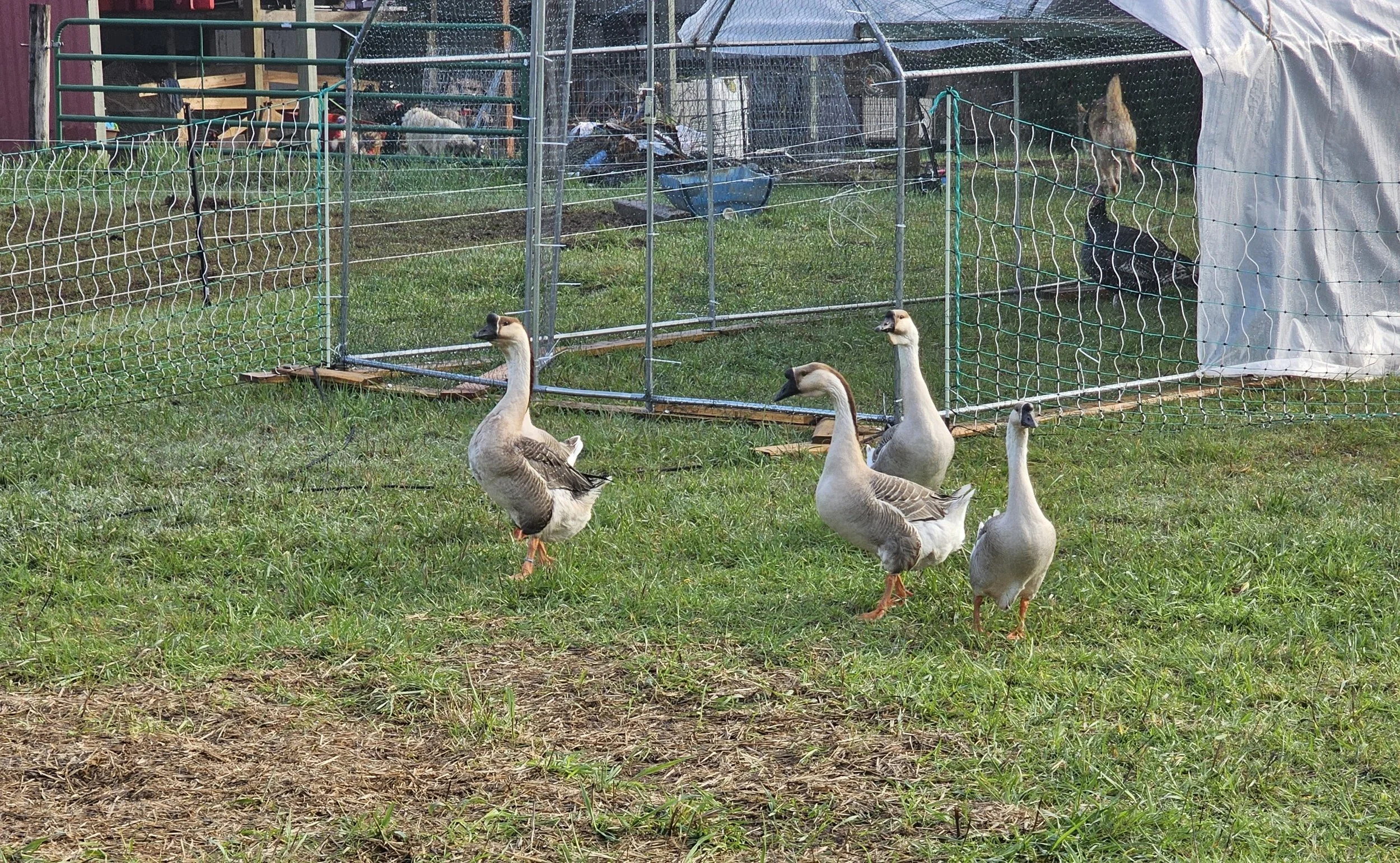 Hatching Eggs - African Geese