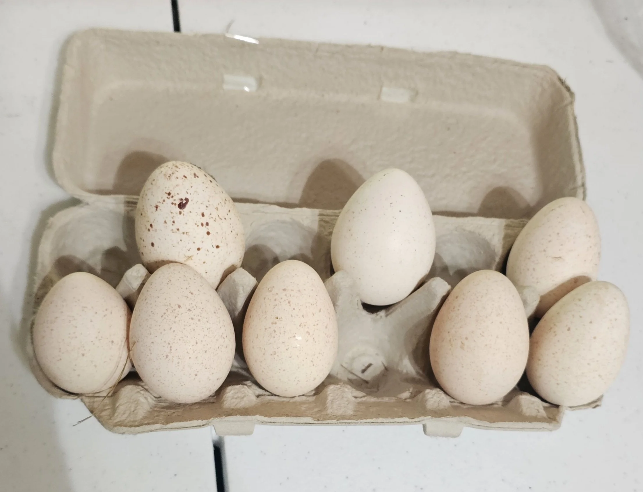 Hatching Eggs - Turkey