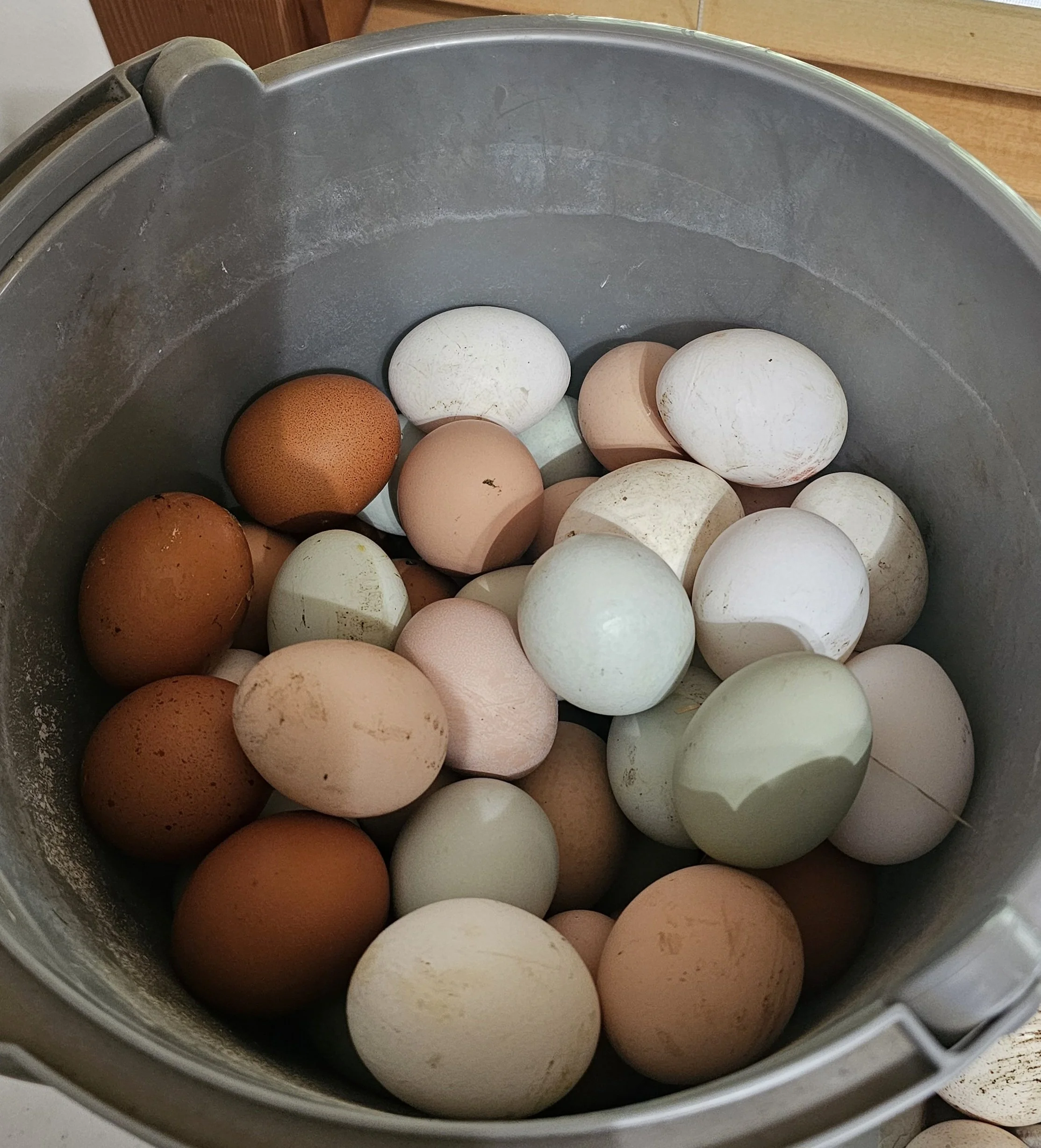 Hatching Eggs - Chicken (Barnyard Mix)