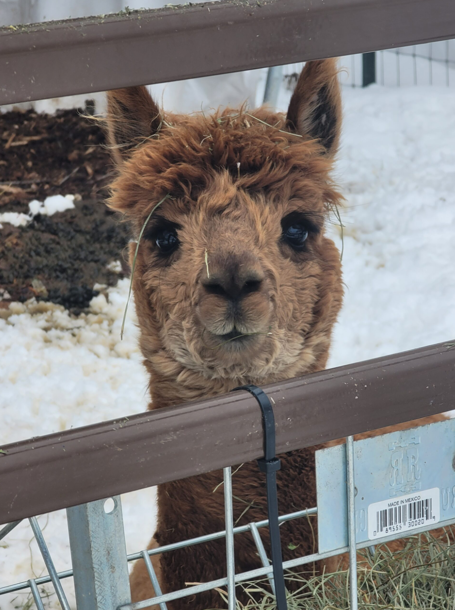 Screenshot 2026-05-22 081808.png