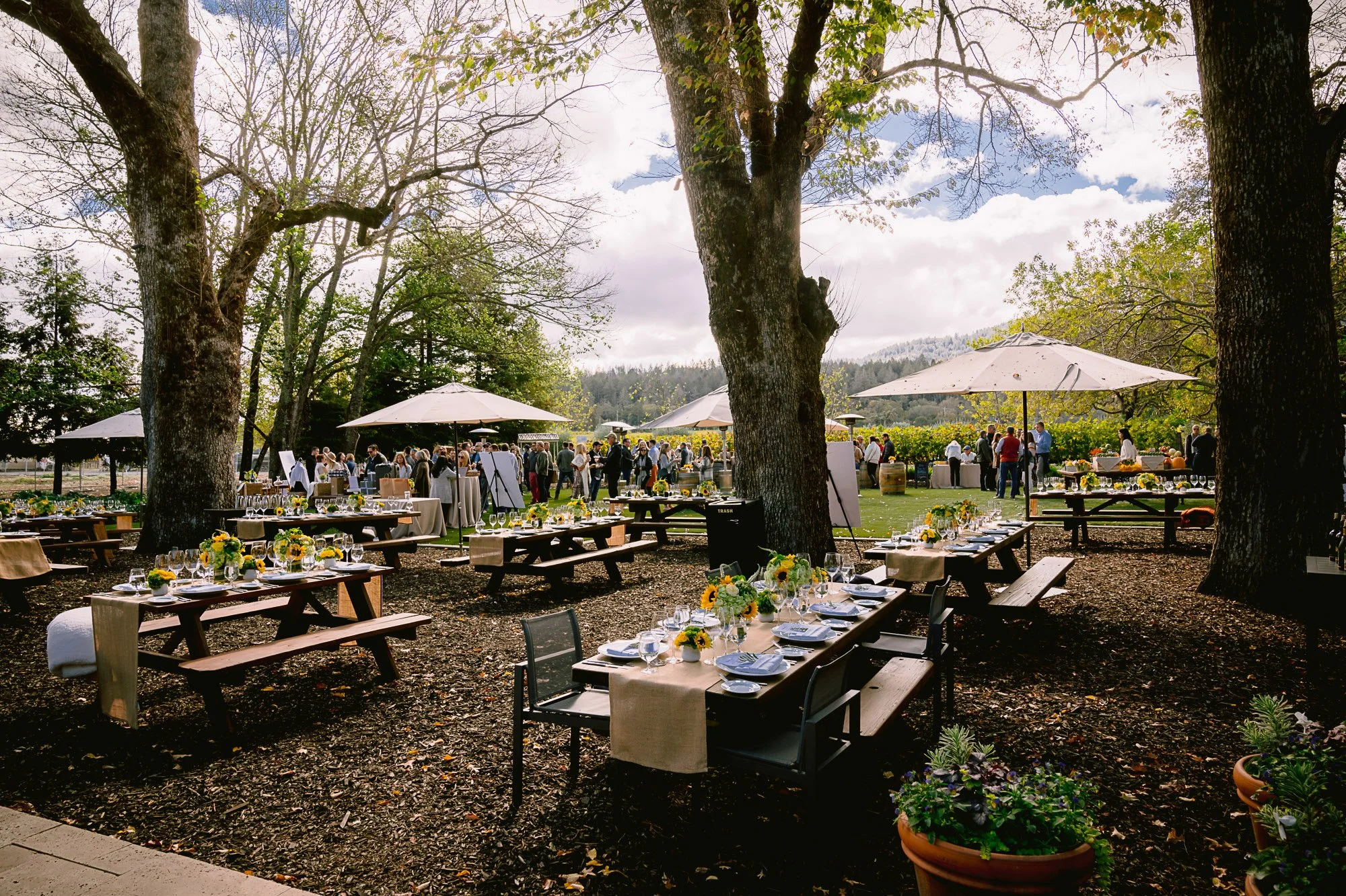 An outdoor gathering with tables and benches decorated with sunflowers and white tablecloths, surrounded by large trees with some leaves changing color, under a cloudy sky with partial sun, and people mingling near white umbrellas.