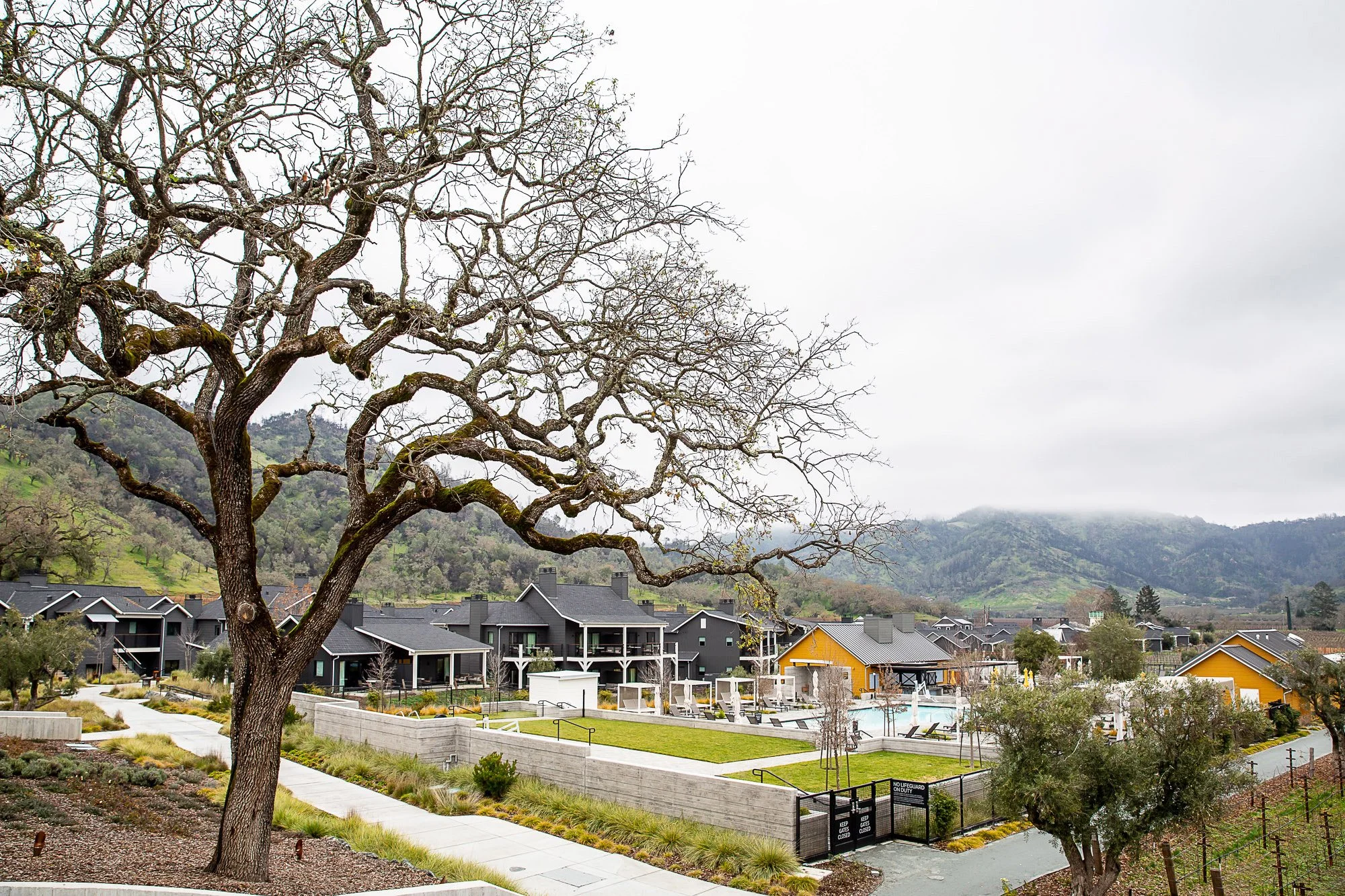 A leafless tree in the foreground with a neighborhood of modern houses and a hillside in the background on an overcast day.