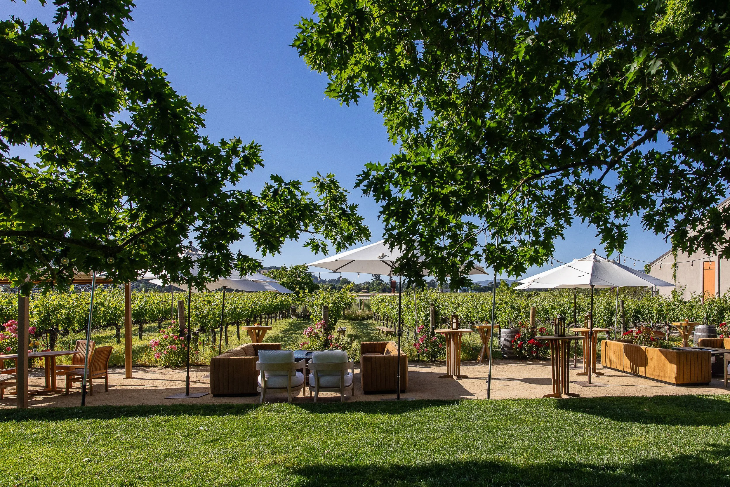 An outdoor patio with umbrellas, seating, and greenery under a clear blue sky, with decorative lighting and a vineyard in the background.