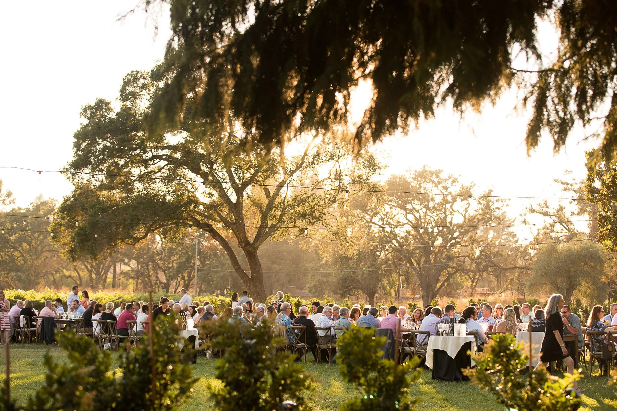 People gathered for an outdoor event during sunset, with large trees and string lights in the background.