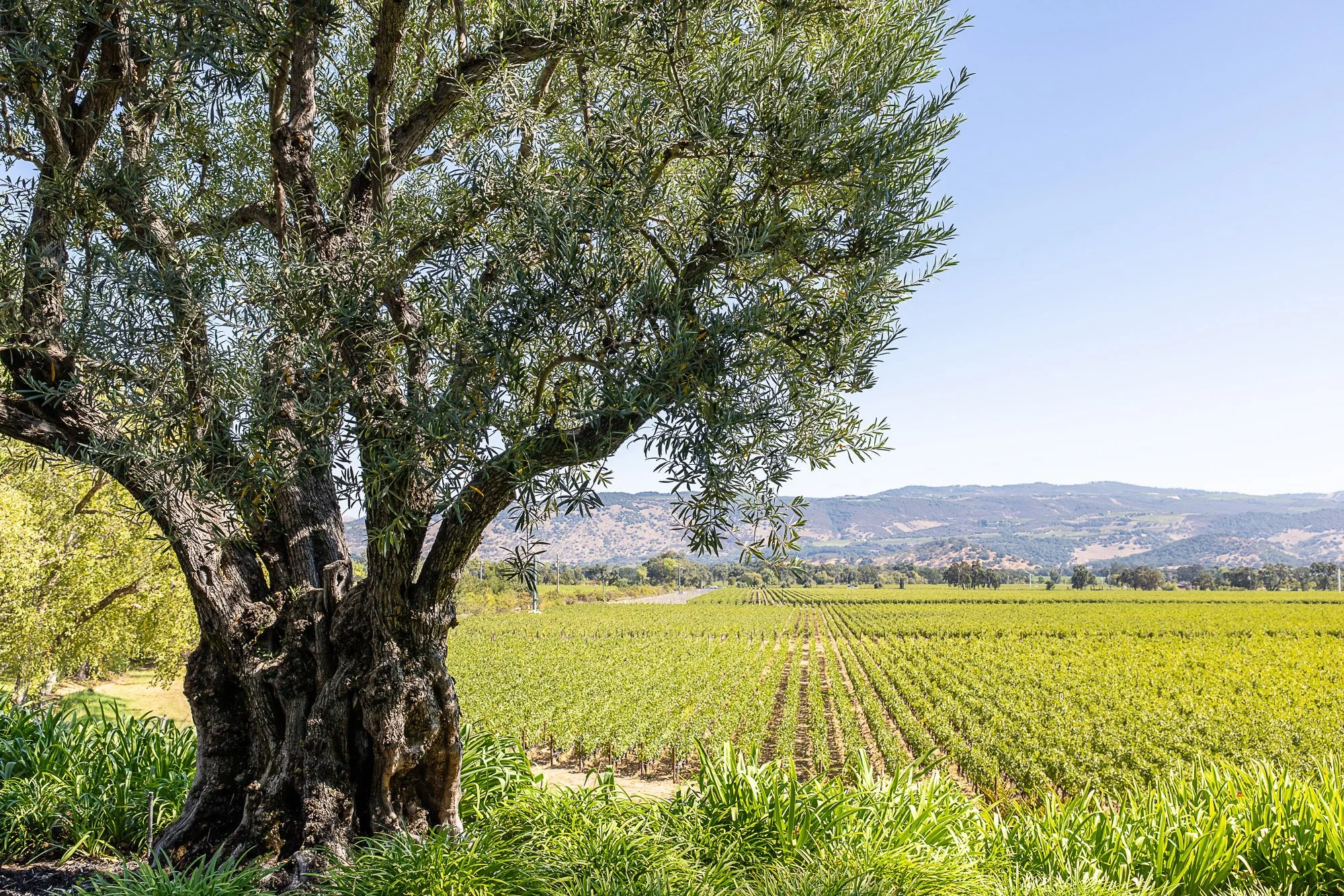 A large tree in the foreground with green leaves and a rough trunk, overlooking a vineyard with rows of grapevines, under a clear blue sky and distant hills.