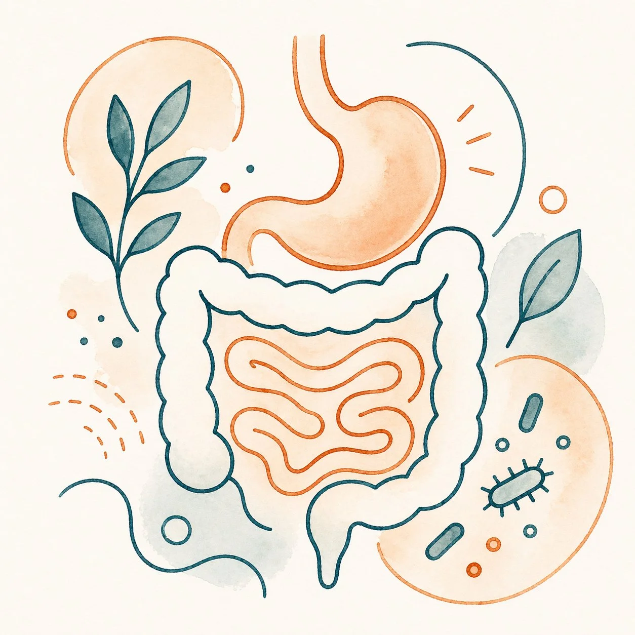 Hand-drawn illustration of human digestive system with stomach, intestines, leaves, and abstract shapes