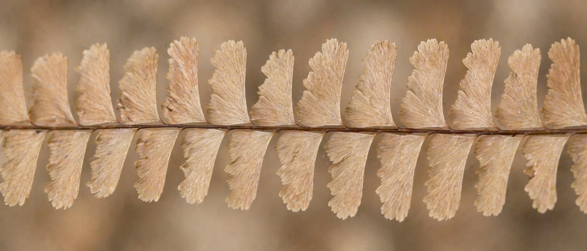 Close-up of a  fern leaf with symmetrical leaflets on either side of the central stem.