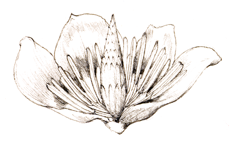 Line art illustration of a flower with multiple petals against a black background.