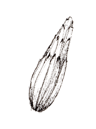 A close-up of a water droplet on a thin, elongated seed or plant structure against a black background.