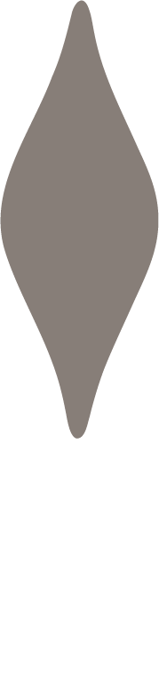 Gray elongated leaf on a black background.