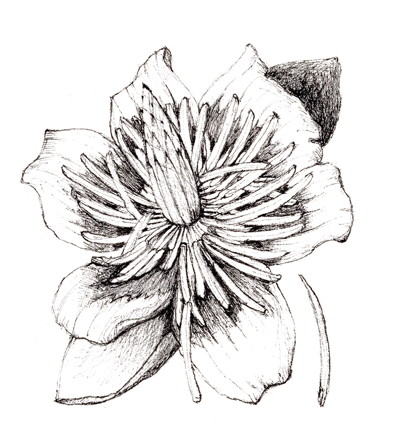Pencil sketch of a flower with detailed petals and inner structure.